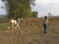 trening276